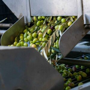 Zeytin Fabrikada