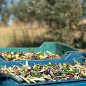 Zeytin Toplama